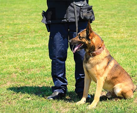 Canine Security